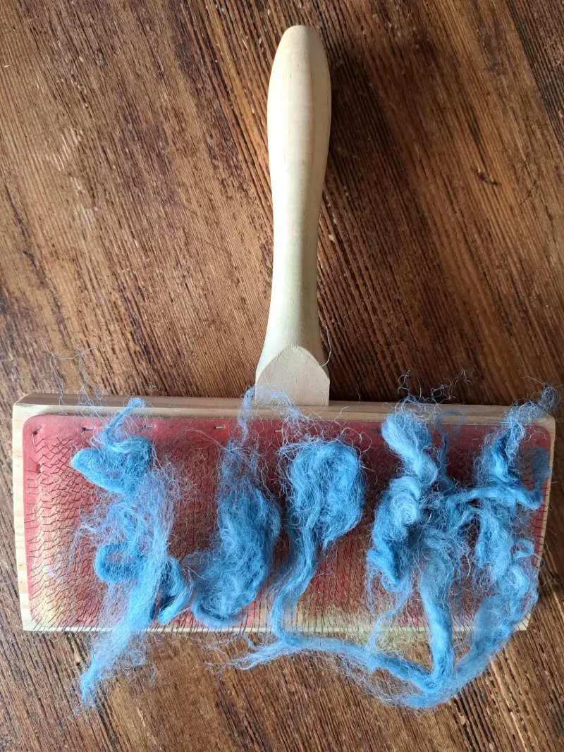 Preparing to card the fleece