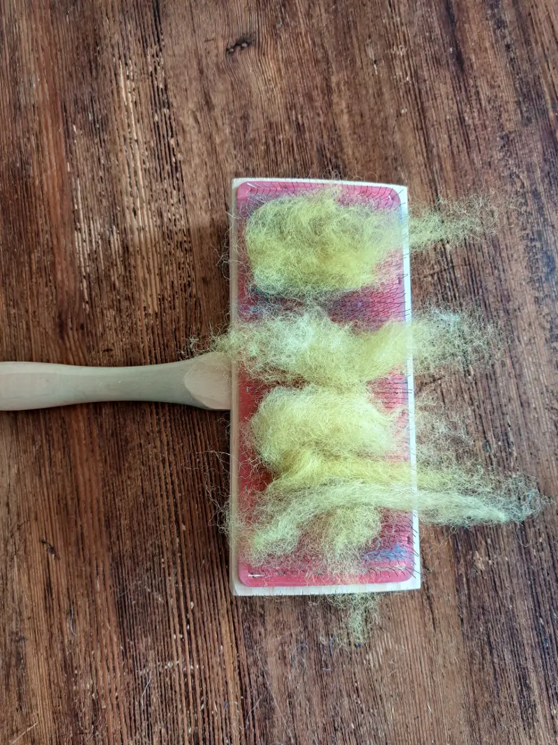 Preparing to card the fleece